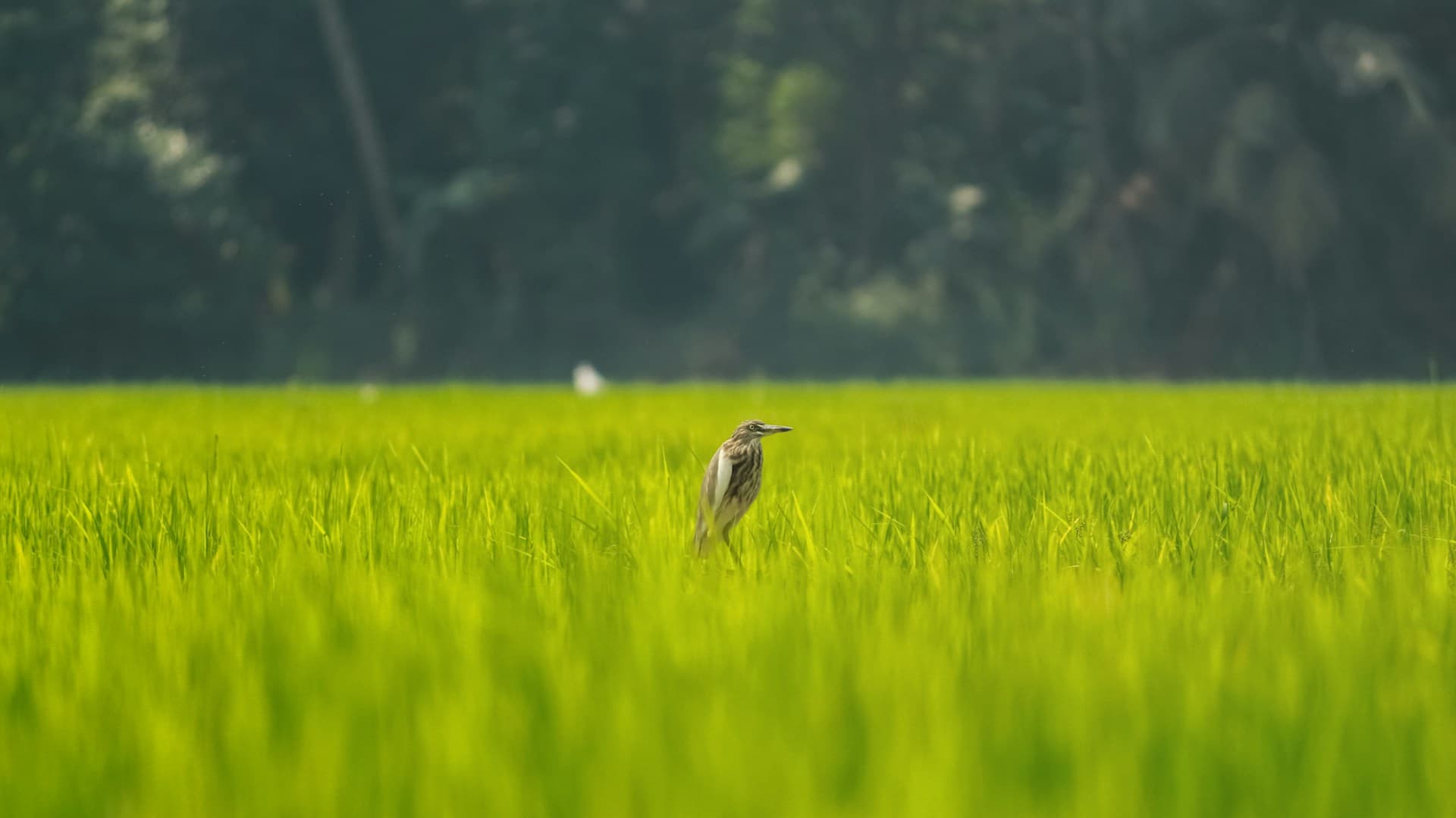 Kumarakom