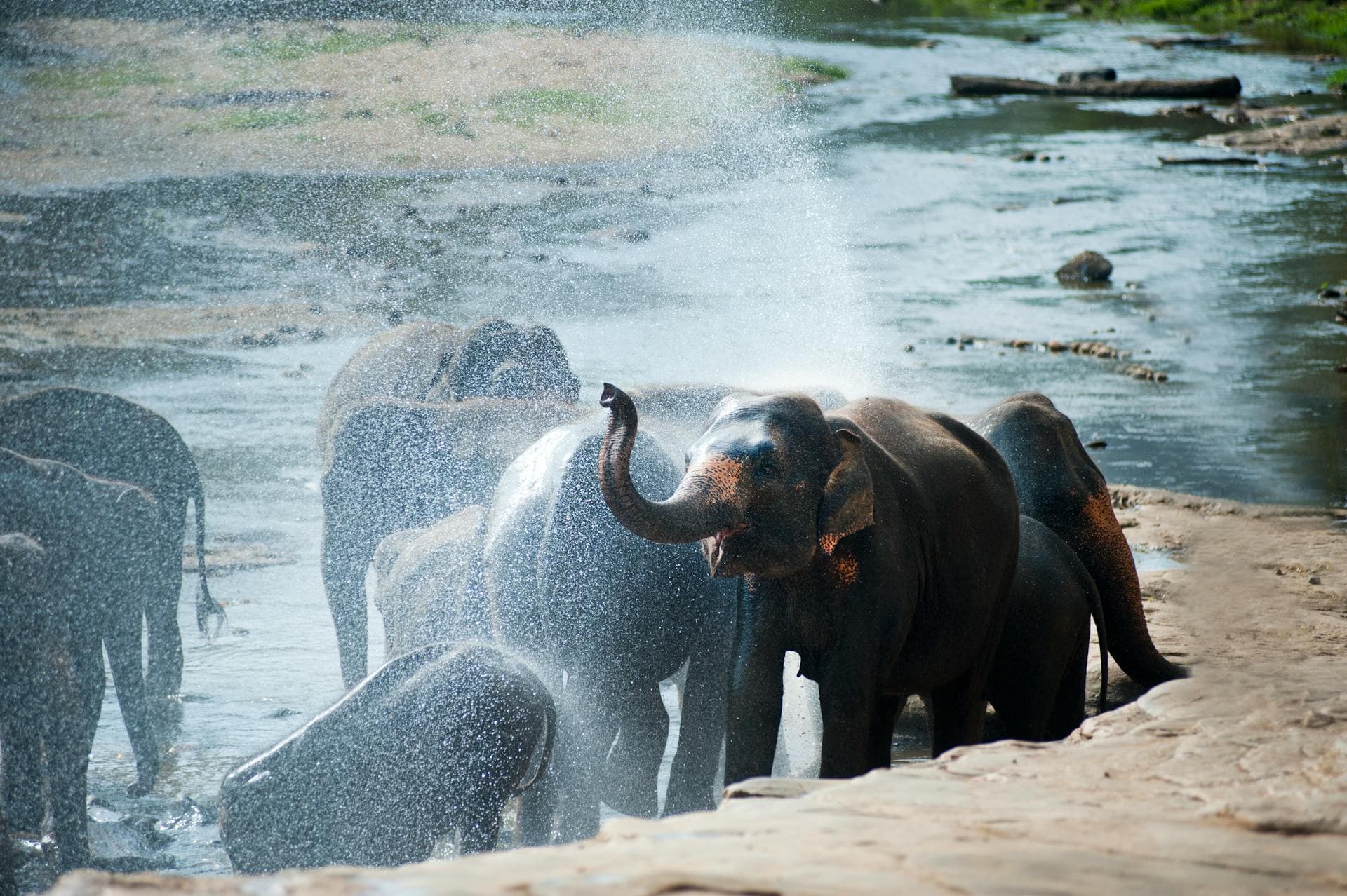 Kerala Elephant Safari Experience